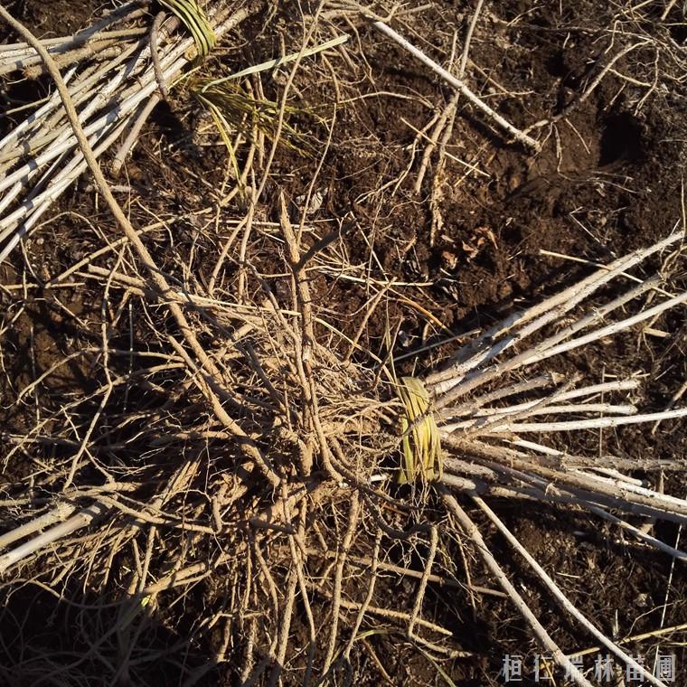 昭通市刺老包厂家 刺老包种子苗 刺老包苗供应商