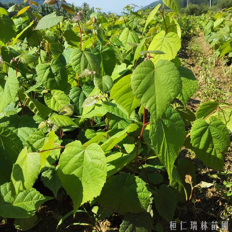 椴树苗 糠椴苗出售 辽宁紫椴树苗批发