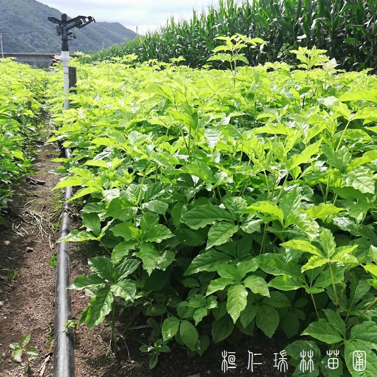 刺五加苗 东北刺五加苗 辽宁刺五加苗 大量供应刺五加苗