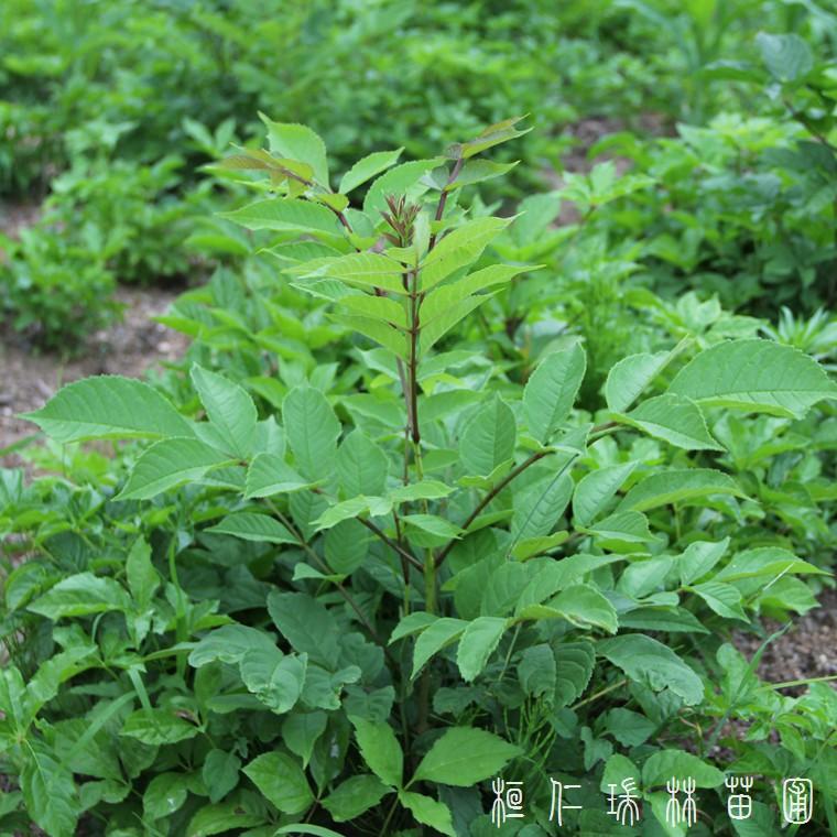 水曲柳苗出售 批发水曲柳 好品质 瑞林苗圃