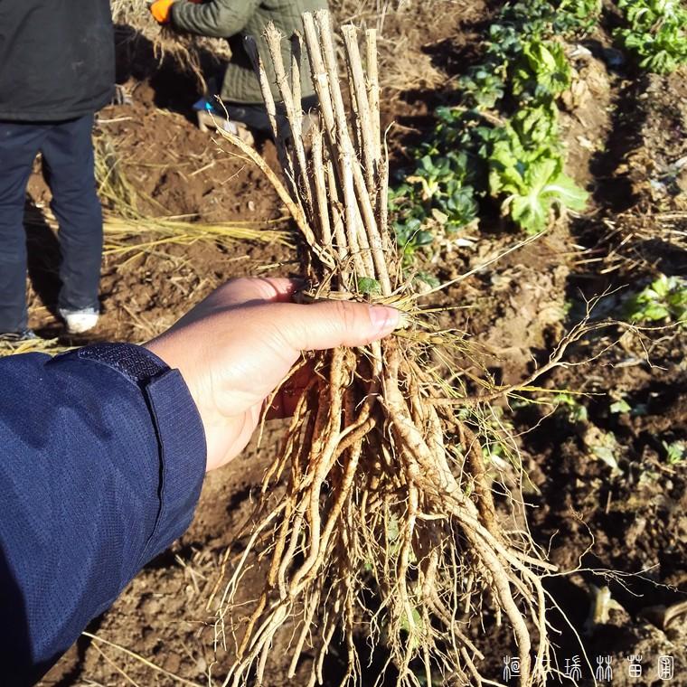 刺老芽苗 刺老芽苗价格