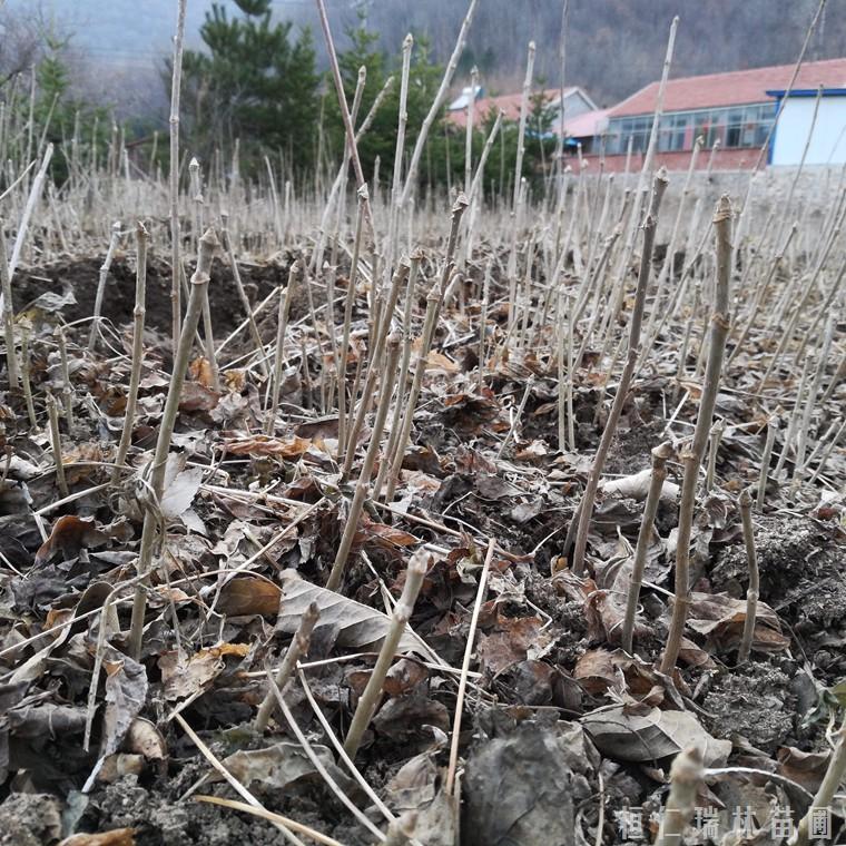 黑龙江刺五加苗报价 刺五加小苗批发 刺五加种苗