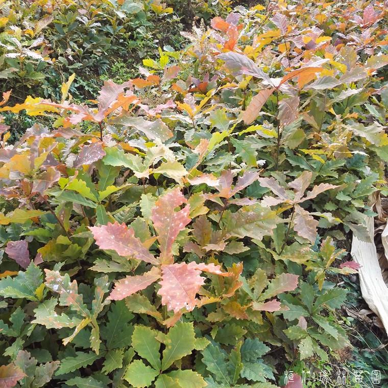 蒙古栎苗 辽东栎苗 柞树苗 橡树苗