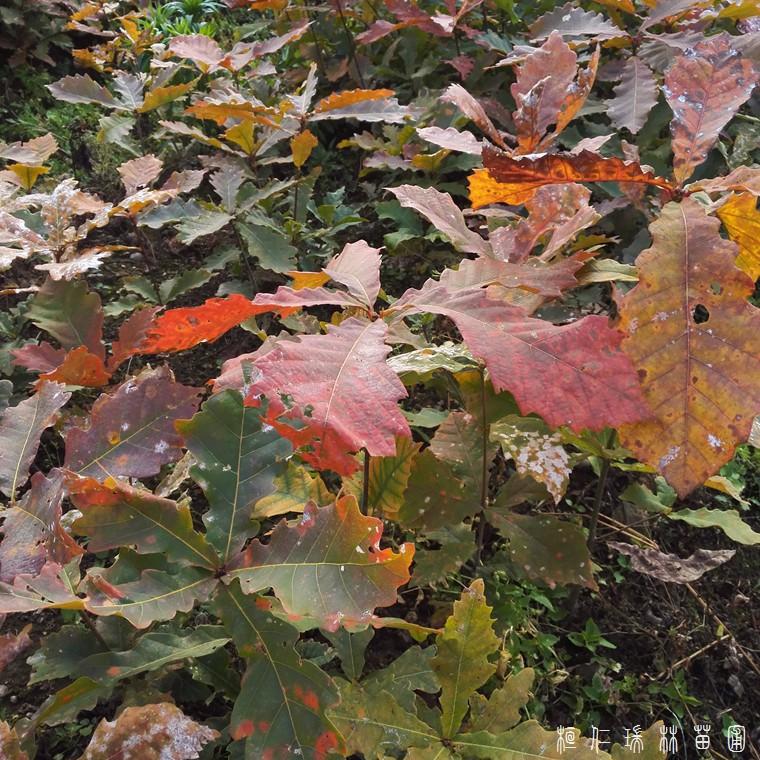蒙古栎苗 蒙古栎树苗价格 蒙古栎树苗供应