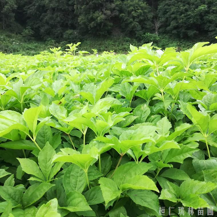 辽宁长梗刺五加苗 刺五加苗基地 五加皮苗批发价格