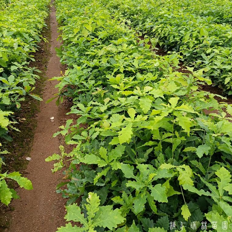 辽宁实拍蒙古栎苗 辽宁蒙古栎苗 自家苗圃蒙古栎 成活率高