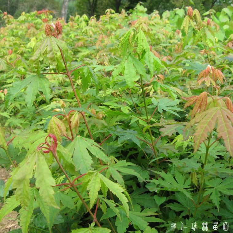 九角枫苗 观叶系植物 价格低廉 经济实惠