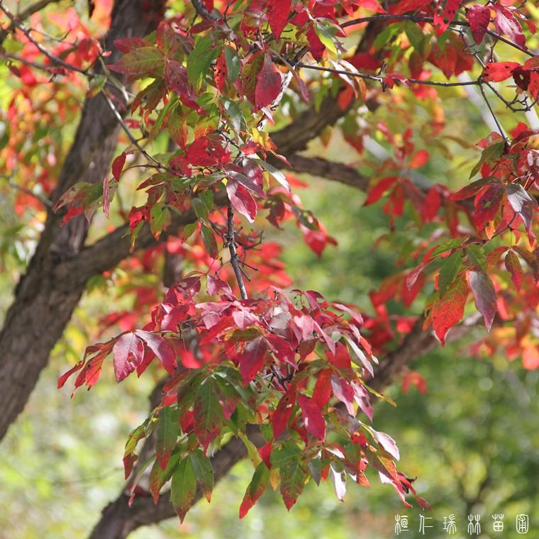 拧筋槭小苗 九角枫树苗 拧筋槭苗批发