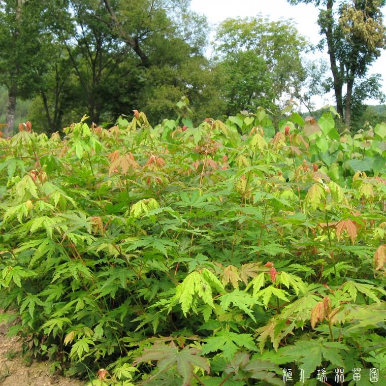 基地现货供应 拧筋槭树苗 九角枫苗 枫叶树苗