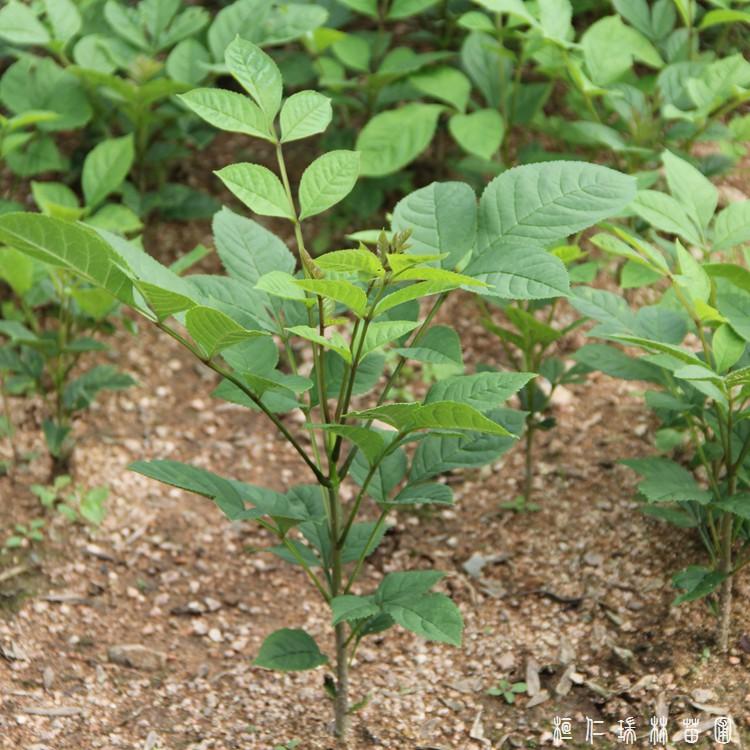 水曲柳树苗 水曲柳苗木 辽宁水曲柳苗价格