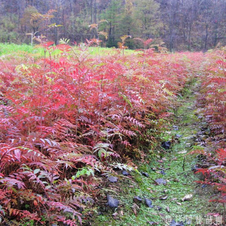 辽宁花楸苗 花楸苗供应商 花楸苗厂家