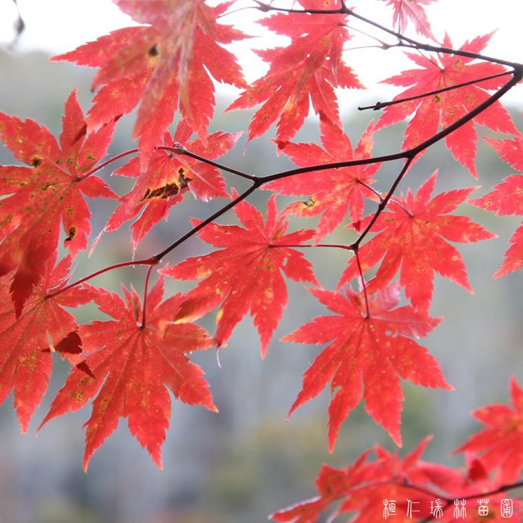 桓仁瑞林长期供应 一年至三年生九角枫苗 价格优惠