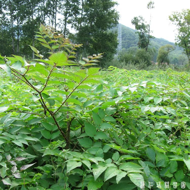 刺老包苗 瑞林苗圃专业种植刺老包苗基地