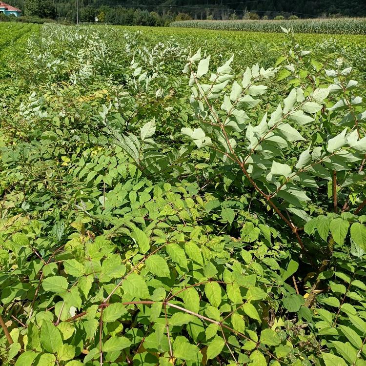 批发刺嫩芽苗苗木基地价格 乌龙头苗 咨询