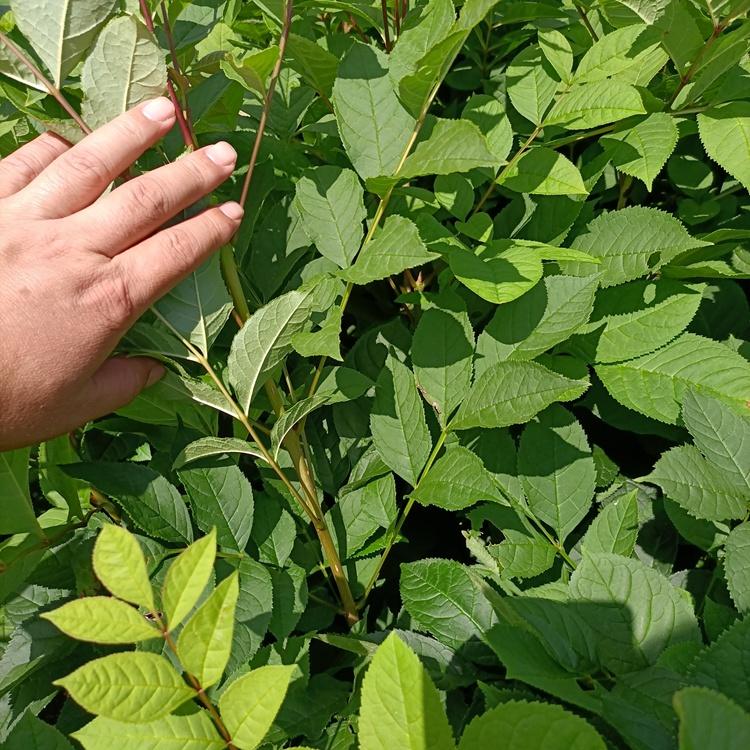 辽宁水曲柳树苗基地 水曲柳苗批发
