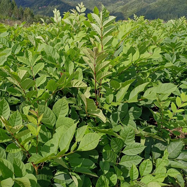 瑞林水曲柳苗基地 水曲柳苗批发