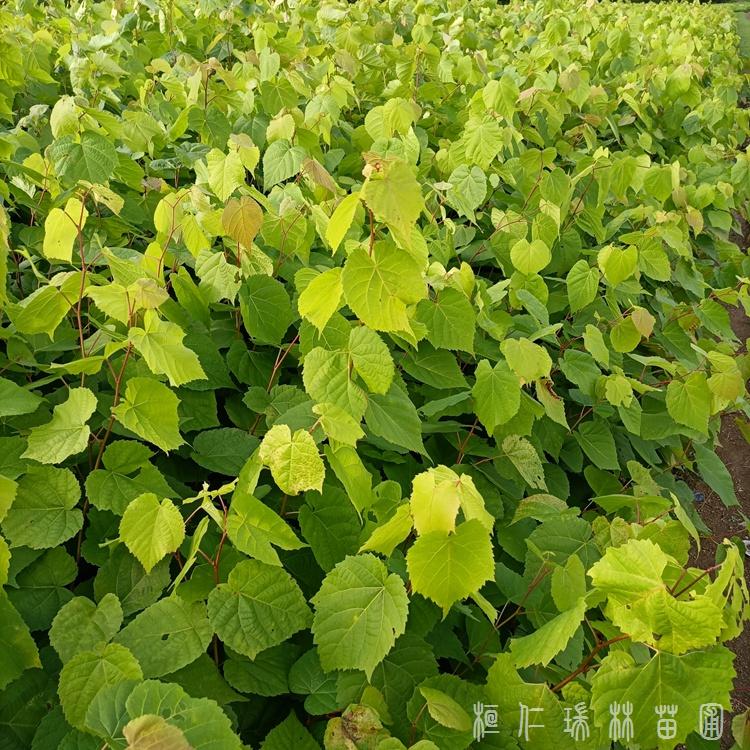 东北椴小苗批发 辽宁椴苗价格 椴树苗基地