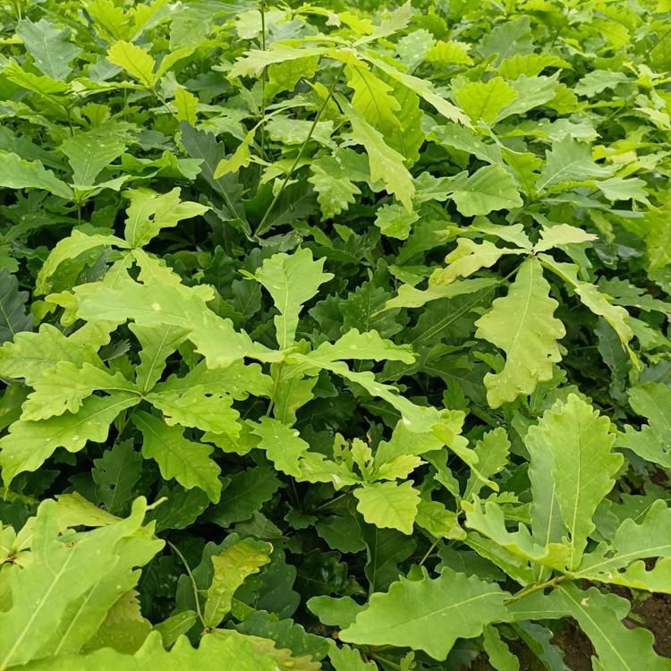 蒙古栎苗 蒙古栎苗厂家 辽宁地区批发零售