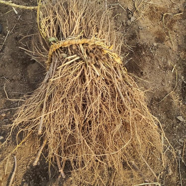 苗木公司出售乌龙头苗 乌龙头苗木批发