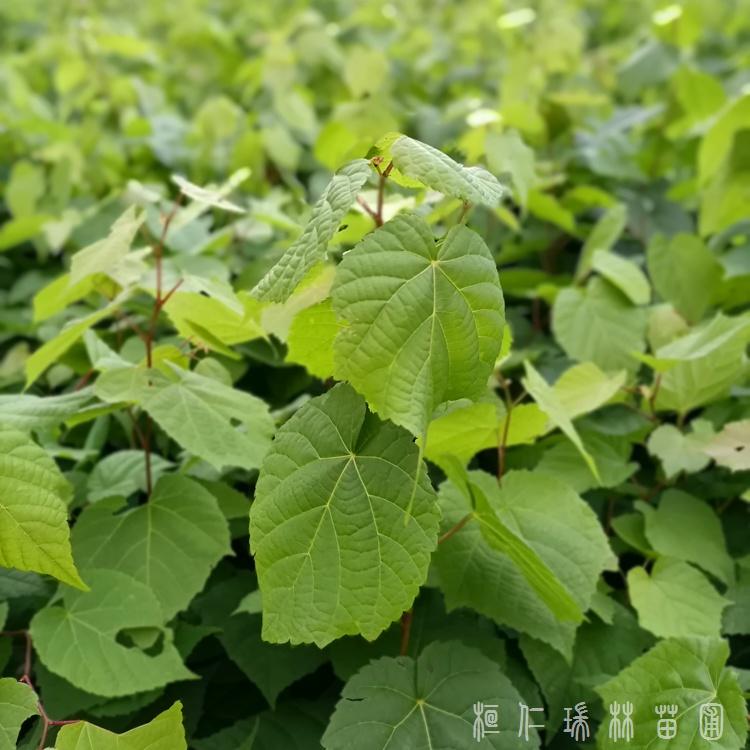 欧洲小叶椴小苗砧木 地径0.5公分0.6公分起步 辽宁椴树苗批发