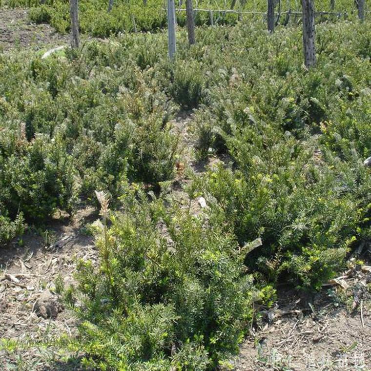 辽宁红豆杉苗木 东北红豆杉苗