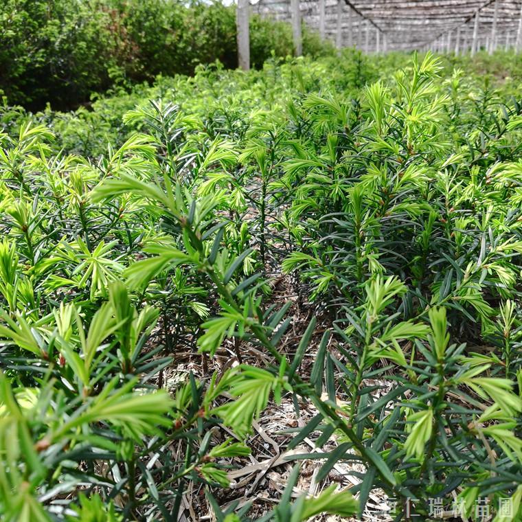 东北红豆杉基地 批发零售 各种规格红豆杉苗 成活率高