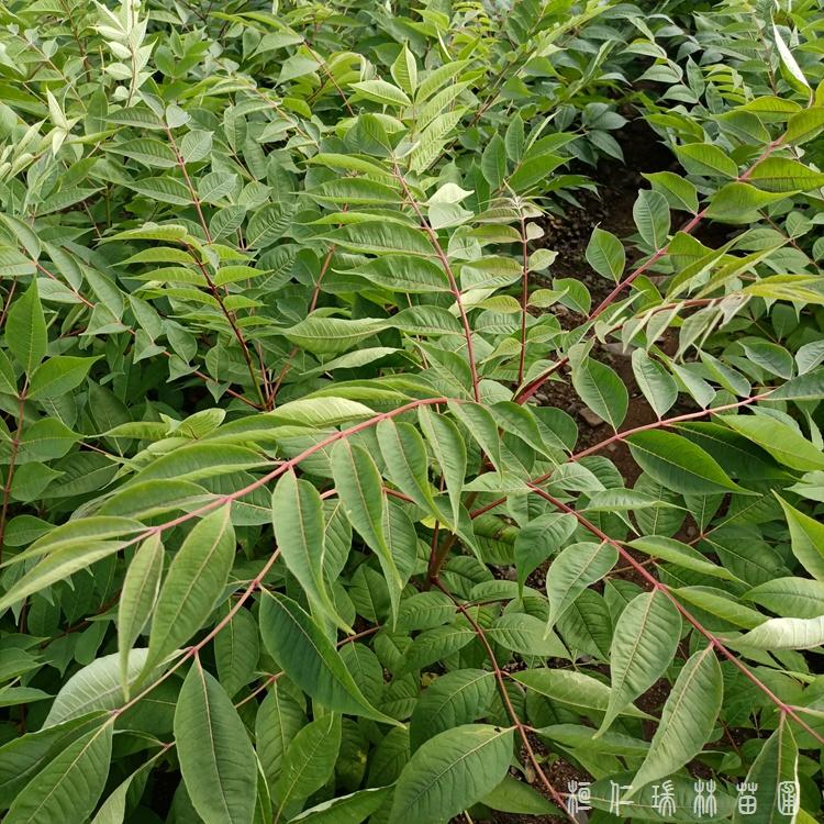 辽宁黄柏苗 黄柏苗价格 芸香科植物