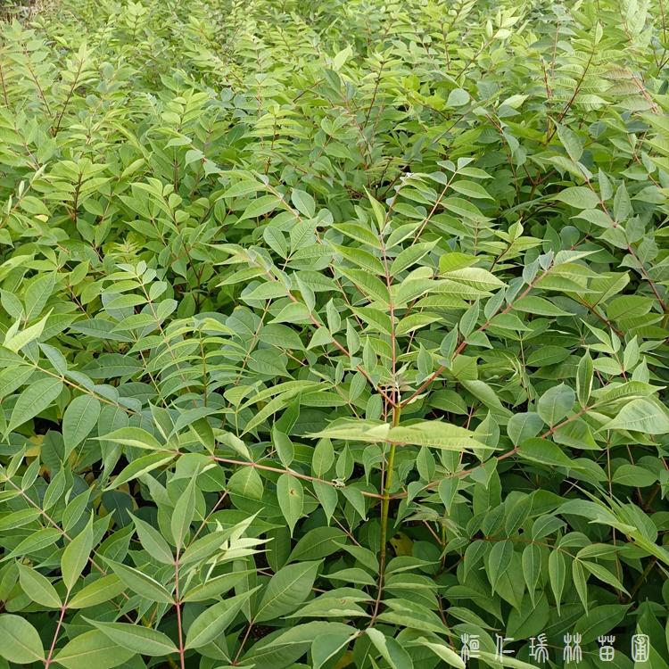 辽宁黄柏苗 黄菠萝苗价格 黄柏树苗基地批发