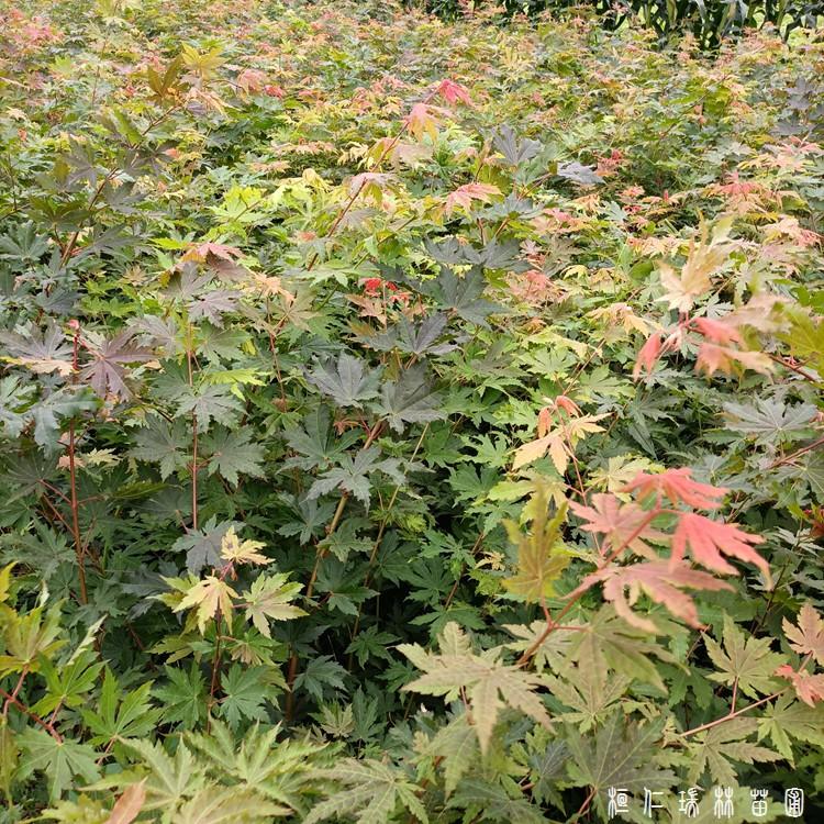 辽宁实拍九角枫苗 辽宁九角枫苗 自家苗圃九角枫 成活率高