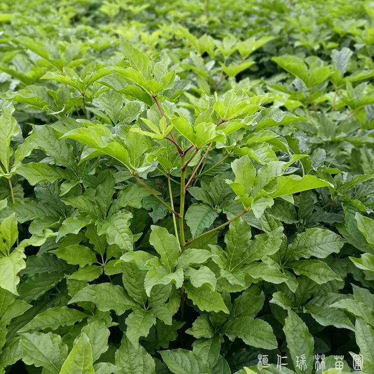 刺五加苗批发 刺五加苗价格优惠 刺五加苗培育基地