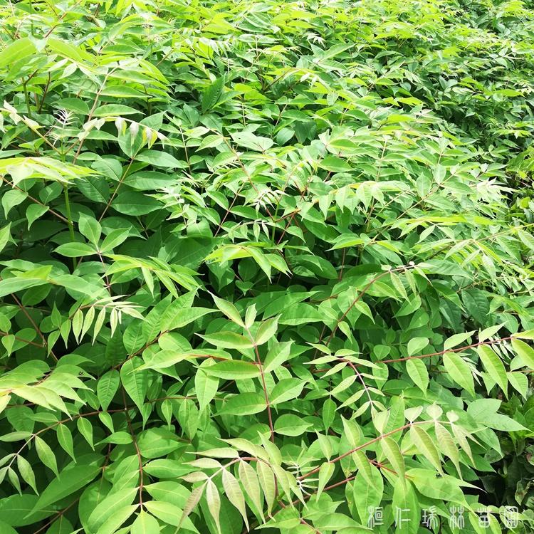 买黄柏苗 找桓仁瑞林苗圃 供应本溪黄柏苗 关黄柏苗 黄柏树苗 价格 成活率