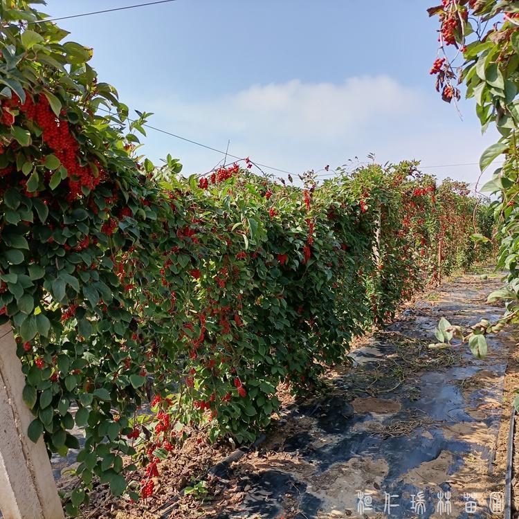 桓仁瑞林  五味子种植 五味子苗 供应定做