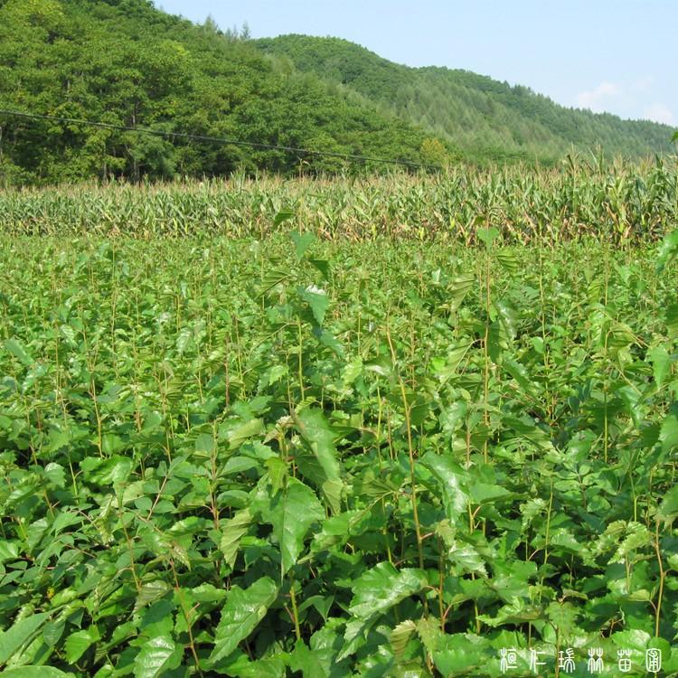 白桦小苗白桦树苗桦树茸树苗白桦树苗价格