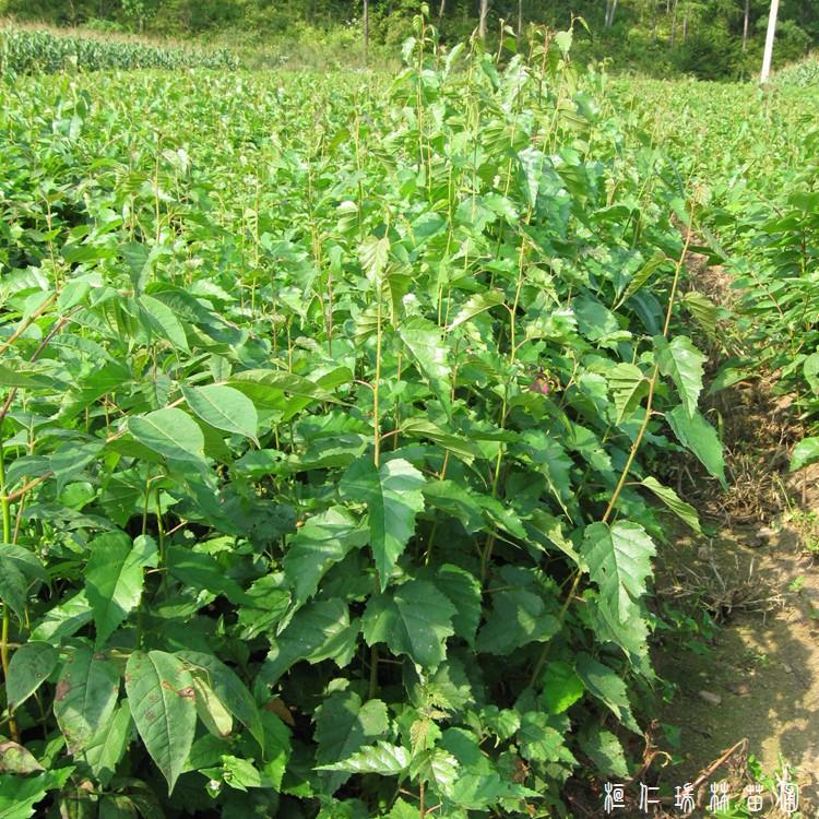 供应白桦苗 白桦树树苗 白桦苗培育基地长期批发