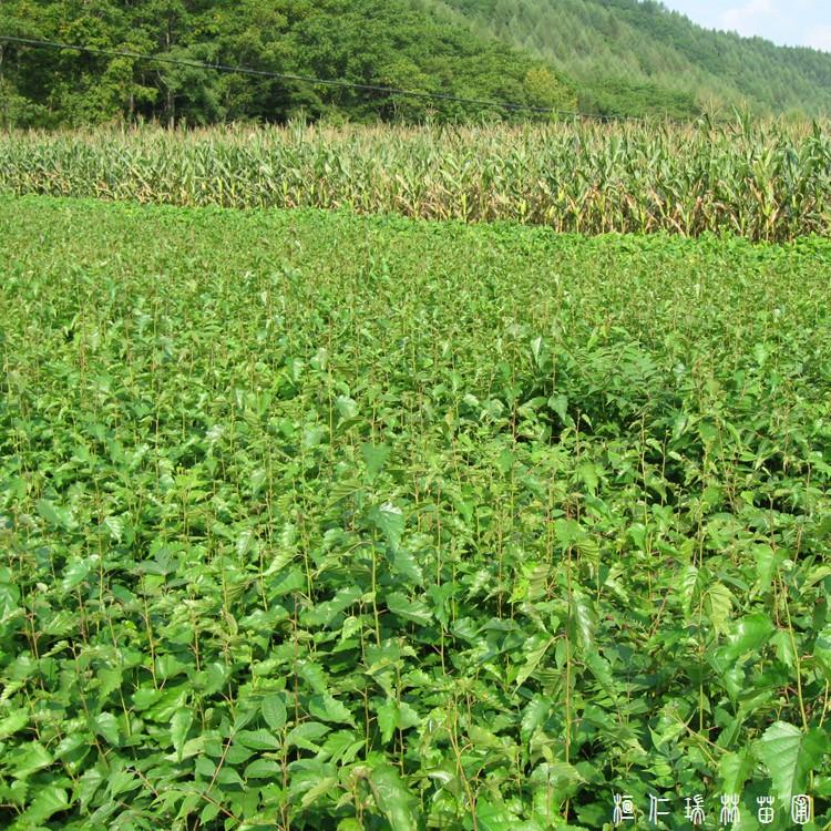 东北白桦苗 白桦苗价格 白桦苗厂家 白桦苗基地