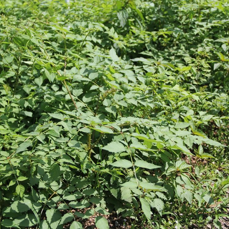 刺老芽种苗批发 刺龙芽苗价格 刺老芽苗培育基地