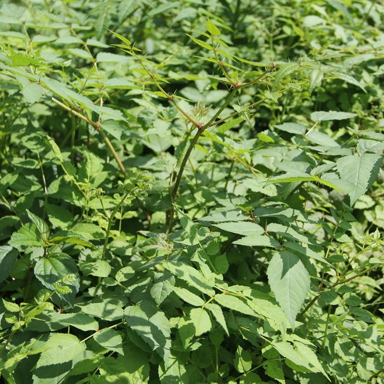 刺老芽种苗批发 刺龙芽苗价格 刺老芽苗培育基地