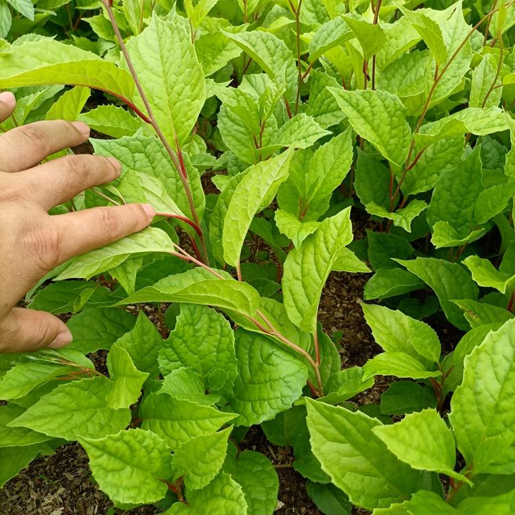 自家苗 五味子苗批发 五味子苗规格齐全 桓仁瑞林