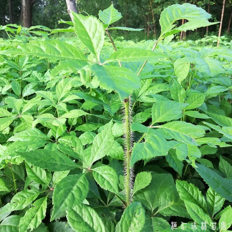 苗圃批发 药用长梗刺五加苗 中药材种苗 一年苗 统货