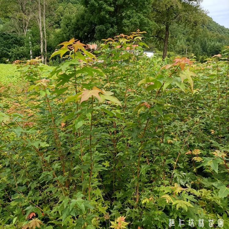 九角枫小苗 辽宁九角枫基地 九角枫树苗