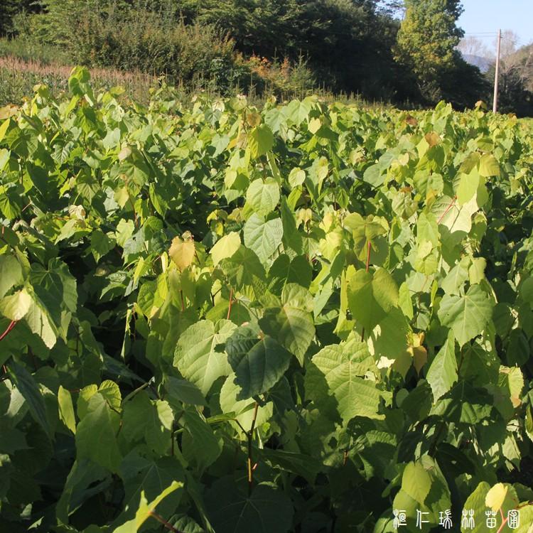 产地供应 椴树苗 小叶椴树苗价格 椴树小苗批发