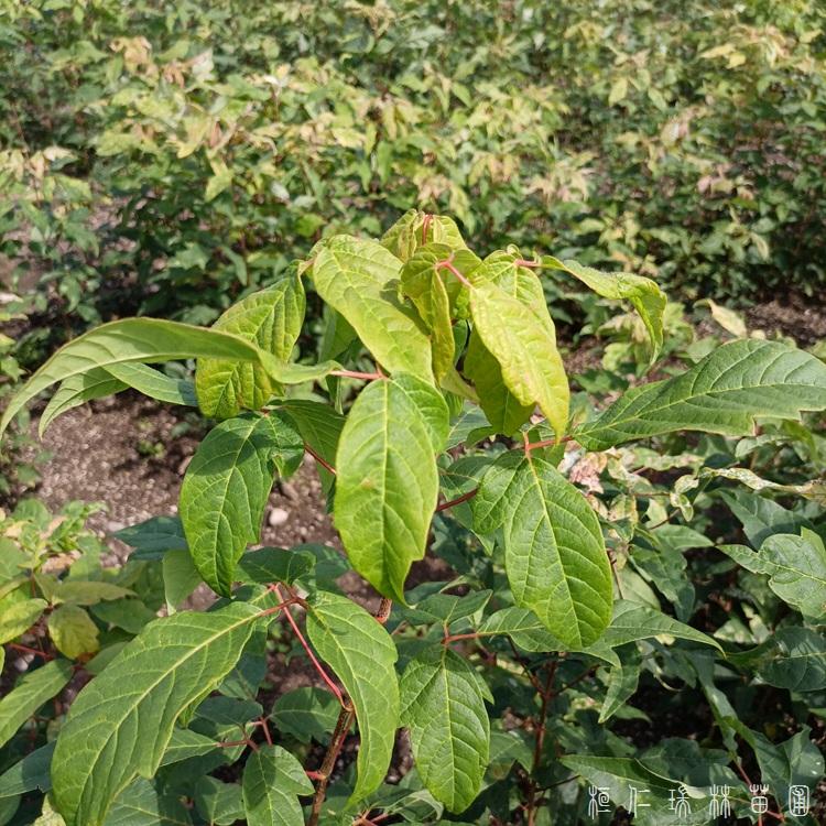 九角枫树苗 拧筋槭小苗 现苗供应