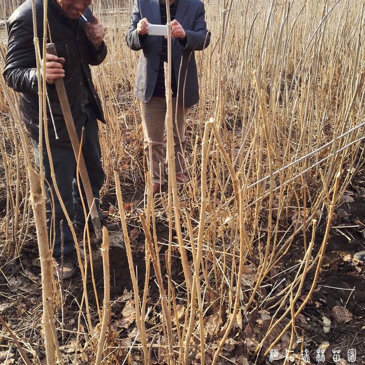 刺龙苞苗价格 刺龙苞种苗批发 辽宁刺龙苞苗基地