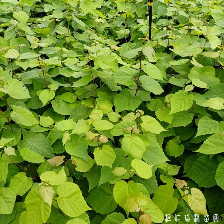 椴树苗 椴树苗价格 东北椴树苗批发