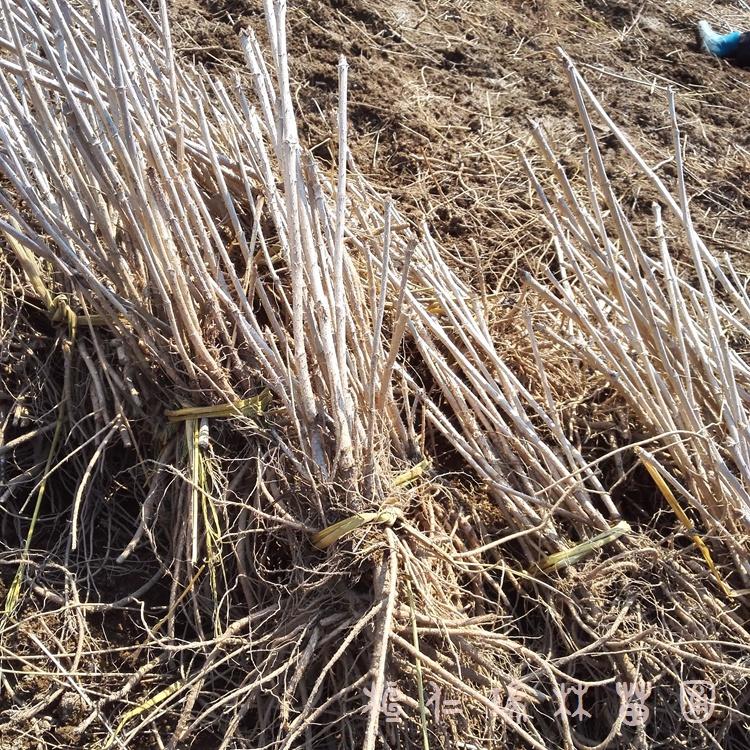 桓仁瑞林 刺老包树苗 红刺脑包苗 刺龙苞苗