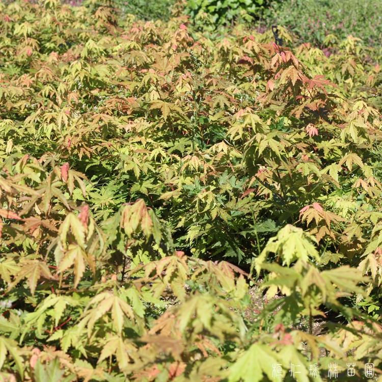 辽宁九角枫苗 本溪九角枫树苗 基地直发