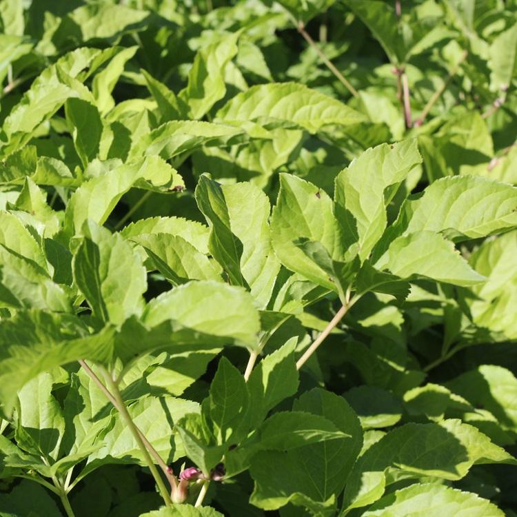 苗圃供应一年生刺五加苗 刺五加树苗抗寒成活率高