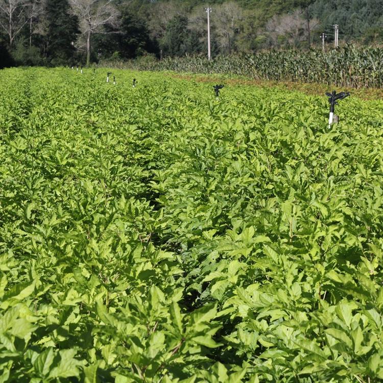 灌木刺五加苗 刺五加苗2千棵起售 一二年生刺五加苗 桓仁瑞林