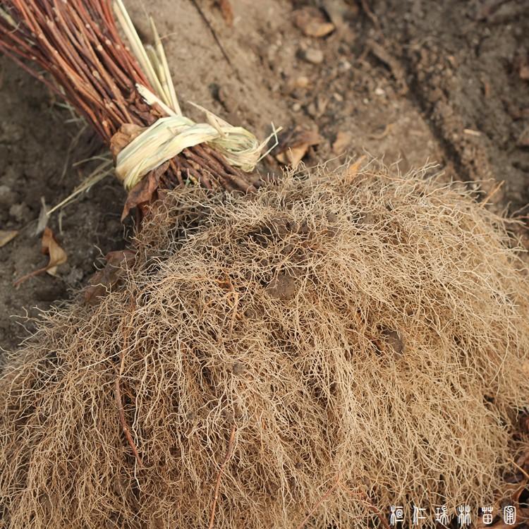 桓仁瑞林 五味子苗 五味子种子批发 价格优惠