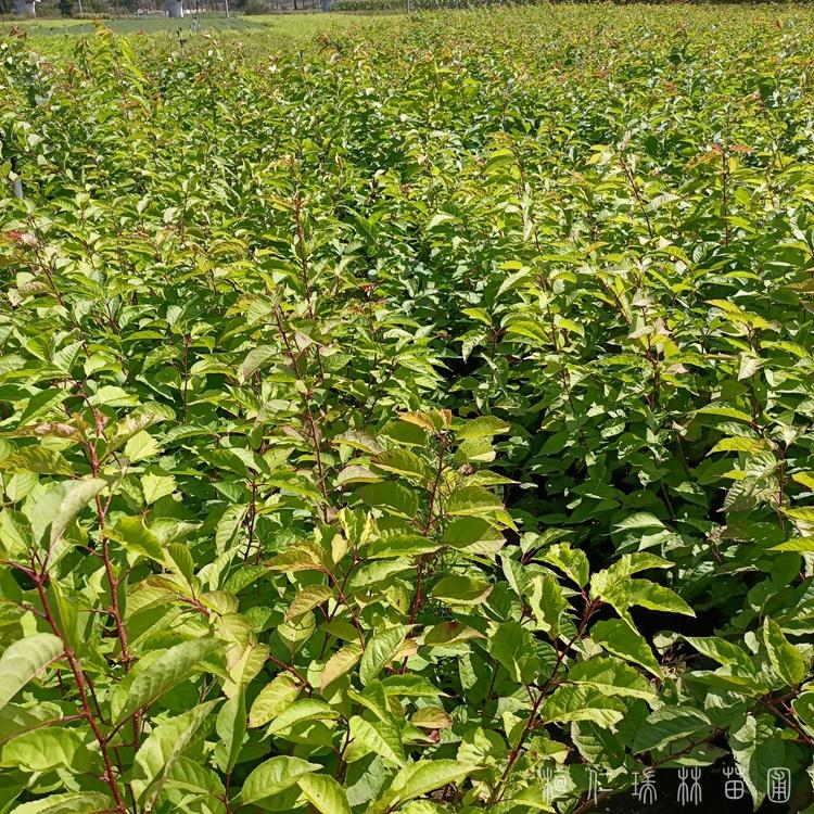 辽宁山丁子苗 山荆子苗批发 价格优惠